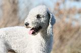 BEDLINGTON TERRIER 127